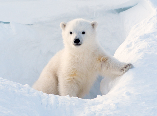 baby polar bear in the snow