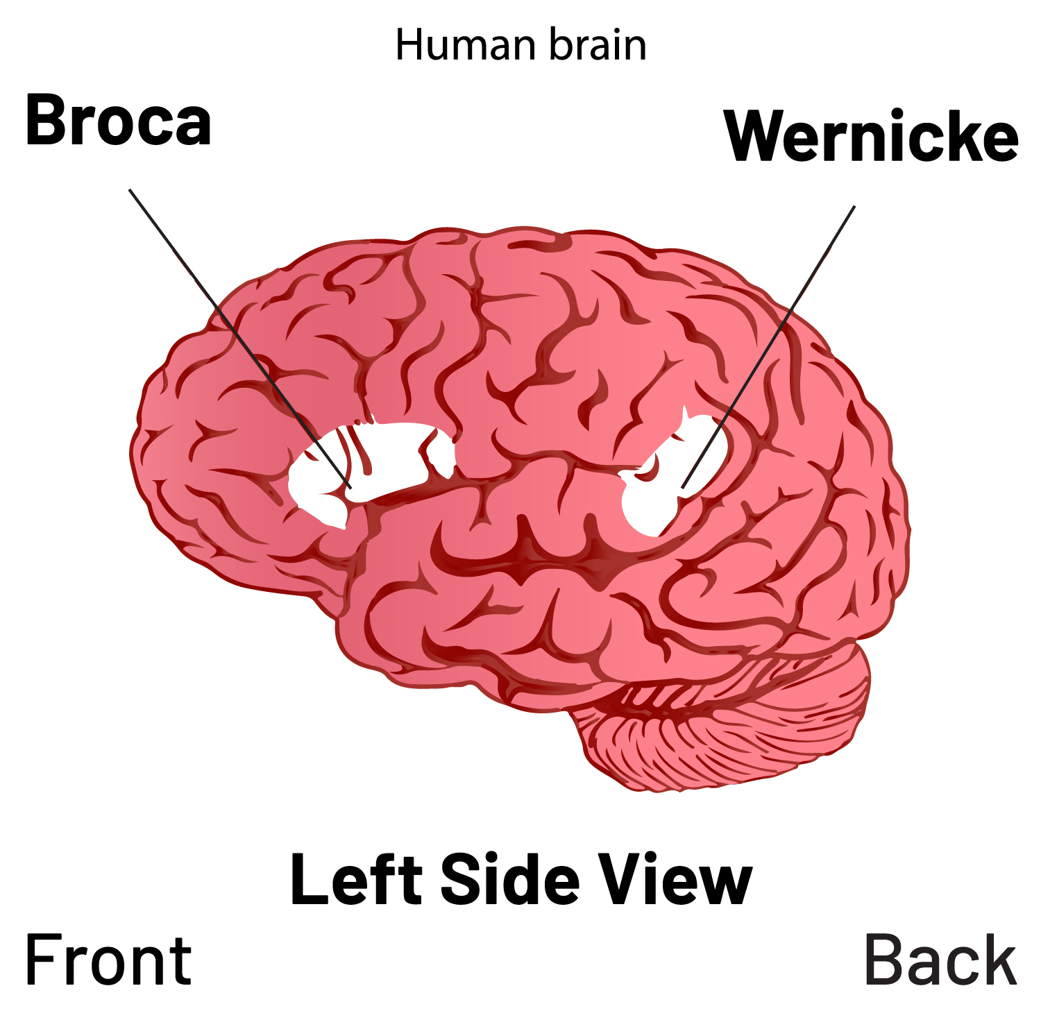 Diagram of Broca's and Wernicke's area of Human Brain. (UX Stalin)